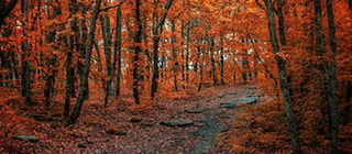 Fall